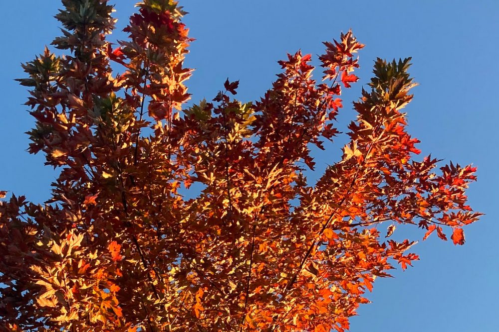 Artwork for PUB's 'Autumn' EP