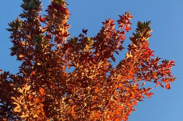 Artwork for PUB's 'Autumn' EP